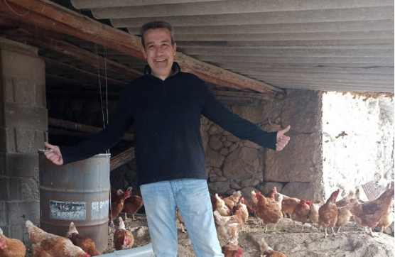 Las gallinas de Andrés «El Majillo»